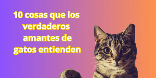 Banner para blog de Norpets Chile sobre 10 cosas que solo los verdaderos amantes de gatos entienden, con gato naranjo y fondo beige cálido