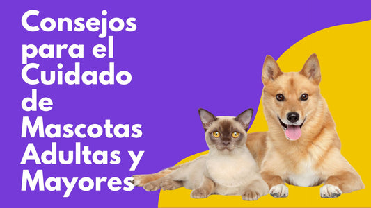Consejos para el Cuidado de Mascotas Adultas y Mayores
