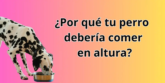 Perro dálmata comiendo desde un plato a nivel del suelo con fondo de colores – Importancia de usar comederos elevados para perros