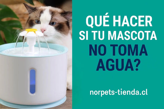 ¿Qué hacer si tu mascota no toma agua?” – norpets-tienda.cl