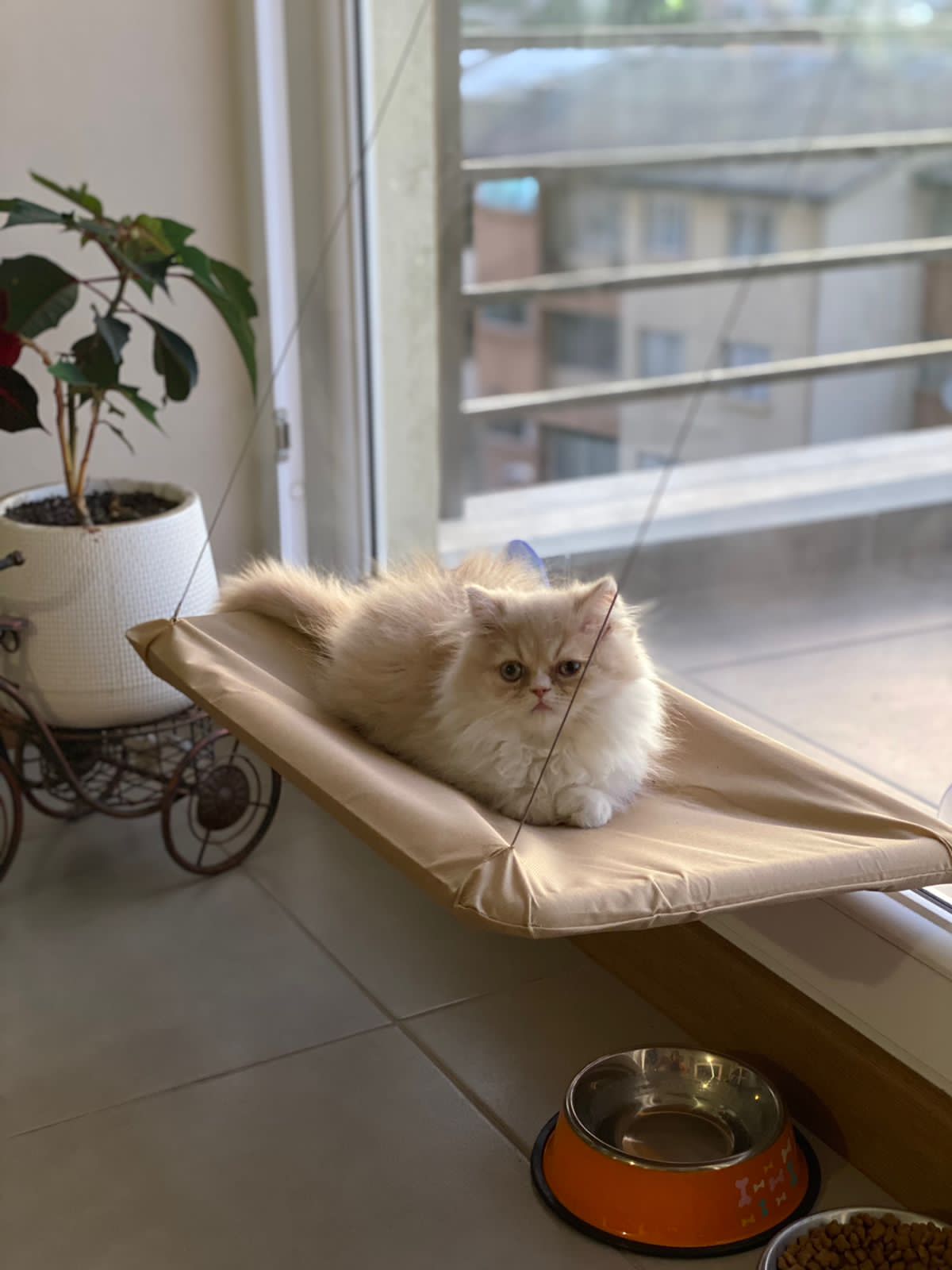 Cama hamaca para gatos ventanas – norpets