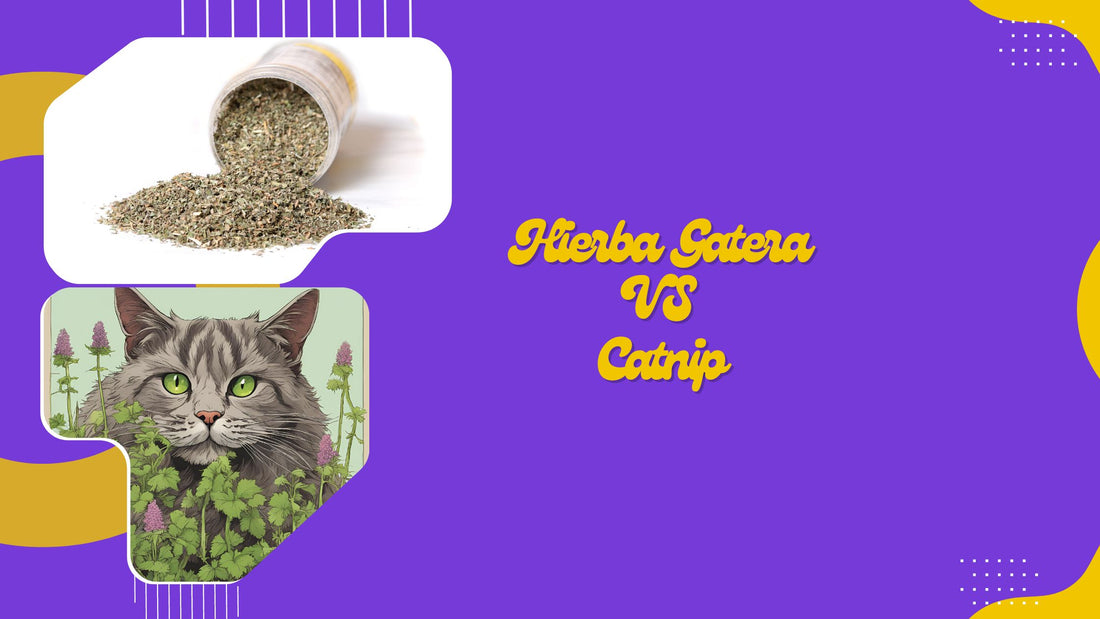 ¡Descubre el Secreto del Éxtasis Felino: Hierba Gatera vs. Catnip!