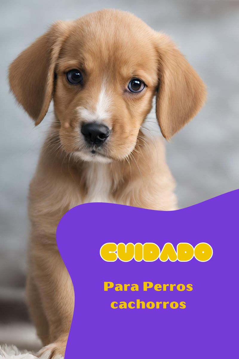 Guía Definitiva para el Cuidado de Perros Cachorros: Consejos Esenciales para Criar a tu Nuevo Compañero Peludo