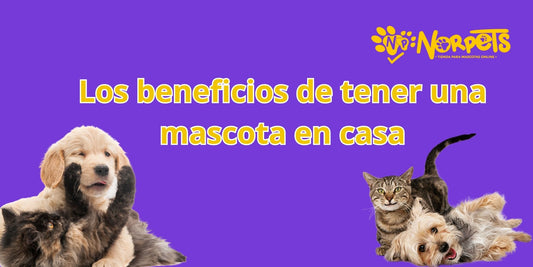 Los beneficios de tener una mascota en casa 