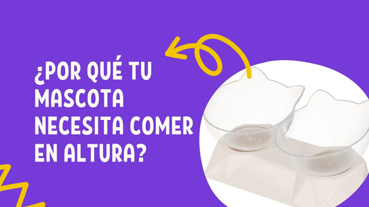 ¿Por Qué Tu Mascota Necesita Comer en Altura? Beneficios del Comedero Doble con Inclinación