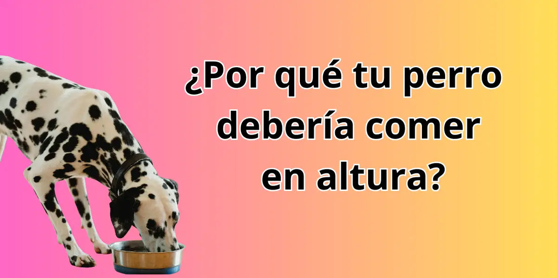 Perro dálmata comiendo desde un plato a nivel del suelo con fondo de colores – Importancia de usar comederos elevados para perros