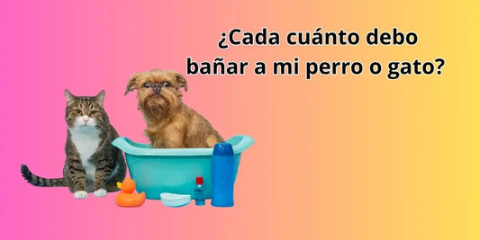 Banner de Norpets sobre cada cuánto bañar a perros y gatos en Chile, con mascotas limpias y felices y texto educativo para blog