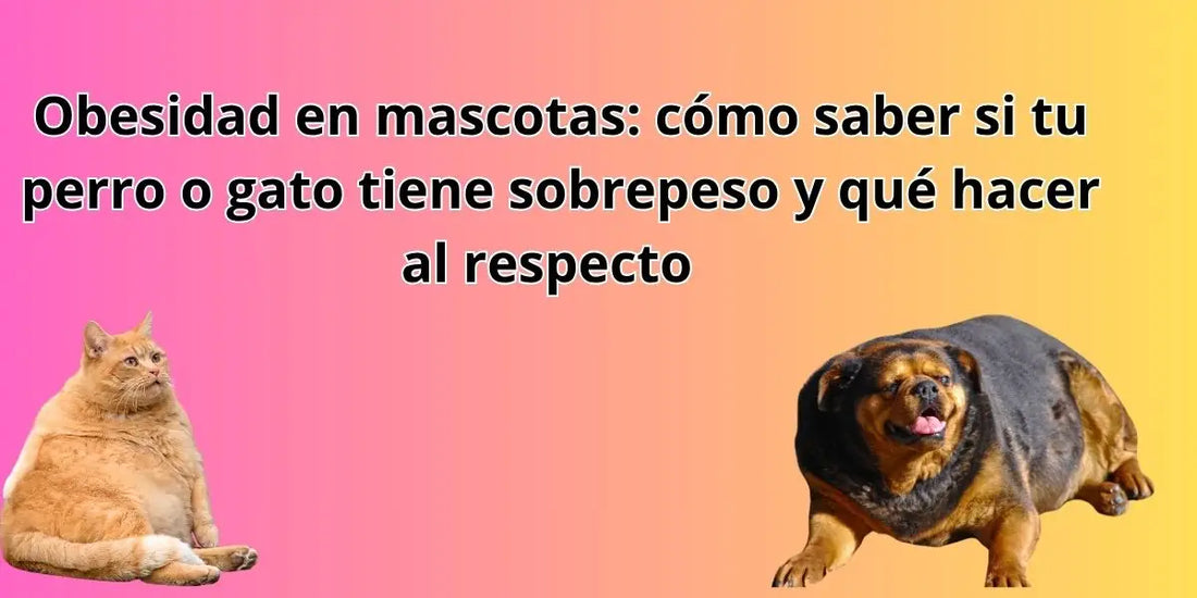 Banner educativo Norpets sobre obesidad en mascotas, con perro y gato con sobrepeso y mensaje de salud para dueños en Chile.