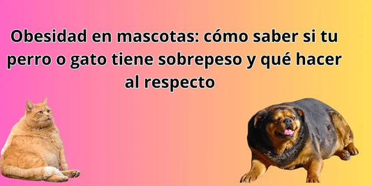 Banner educativo Norpets sobre obesidad en mascotas, con perro y gato con sobrepeso y mensaje de salud para dueños en Chile.