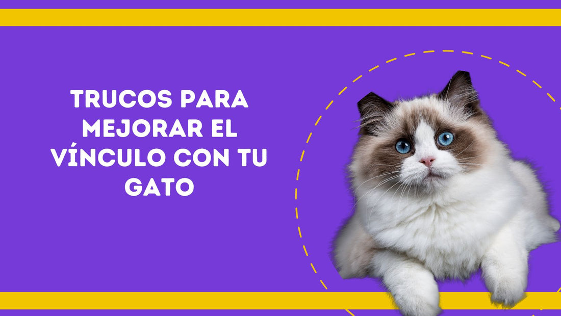 Algunos trucos para mejorar el vínculo con tu gato