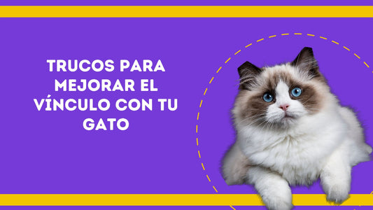 Algunos trucos para mejorar el vínculo con tu gato