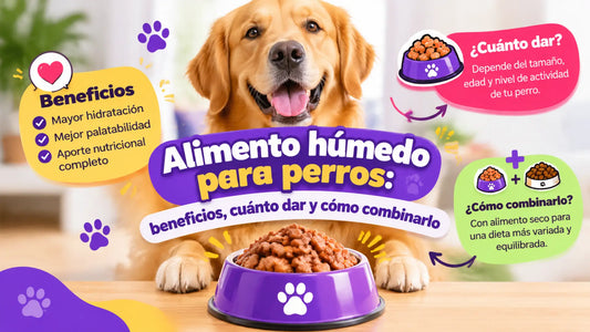 Golden retriever junto a un plato de alimento húmedo para perros, con información sobre sus beneficios, porciones recomendadas y cómo combinarlo con alimento seco.