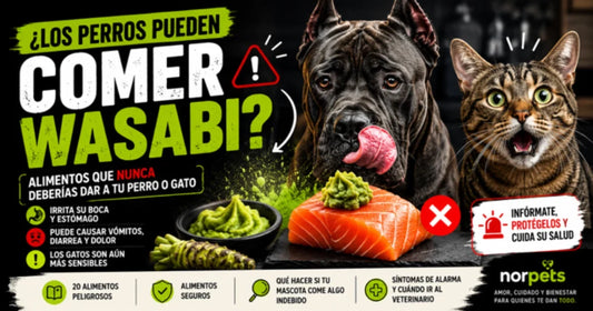 Infografía sobre si los perros pueden comer wasabi y qué alimentos nunca debes darle a tu perro o gato - Norpets