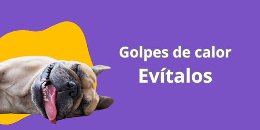 Golpes de calor en tu mascota ¿ Cómo evitarlo ?