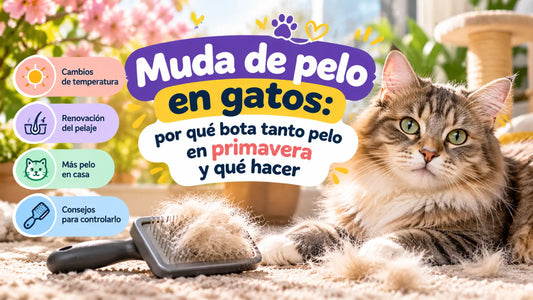 Gato de pelo largo durante la muda de primavera junto a un cepillo con pelo acumulado. Imagen sobre las causas de la caída de pelo en gatos y consejos para controlarla.