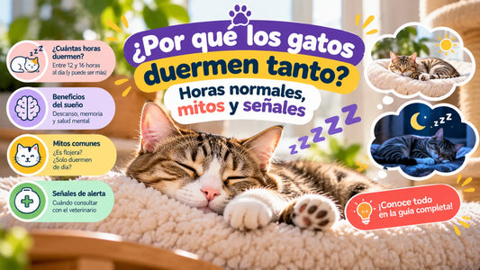 Gato atigrado durmiendo sobre una cama mullida, con información sobre cuántas horas duermen los gatos al día, mitos sobre el sueño felino y señales de alerta.