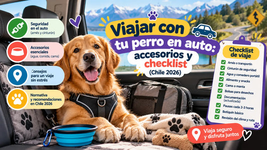 Golden Retriever con arnés de seguridad dentro de un automóvil, acompañado de accesorios y checklist para viajar con perros en auto en Chile 2026.