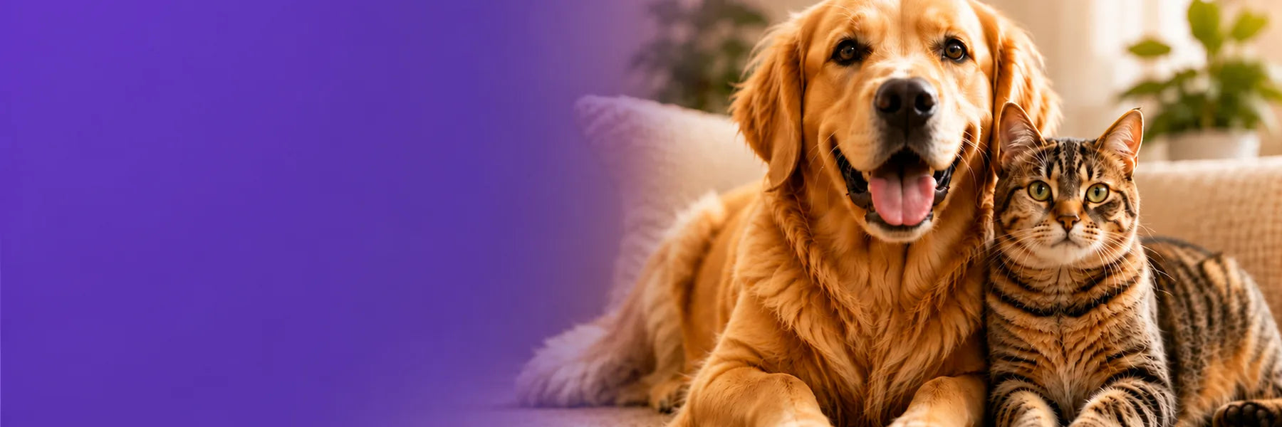 Perro y gato en banner principal de Norpets con despacho a todo Chile