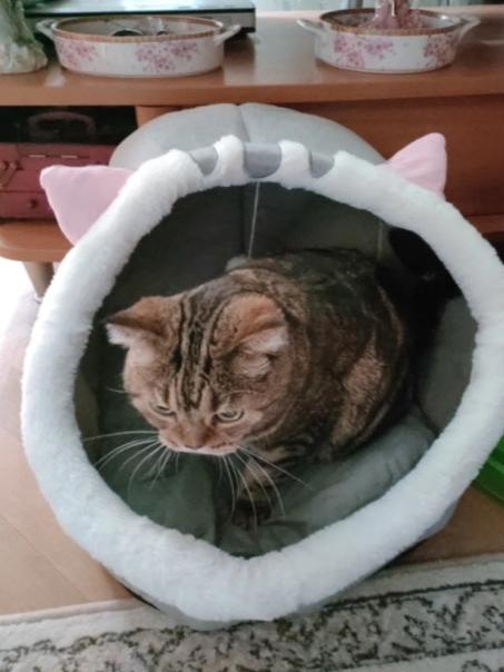 Cama Iglú para Gatos talla S