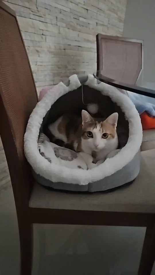 Cama Iglú para Gatos talla S