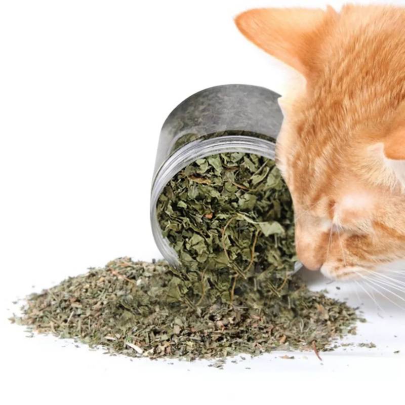 Hierba Gatera Catnip 20 Gramos